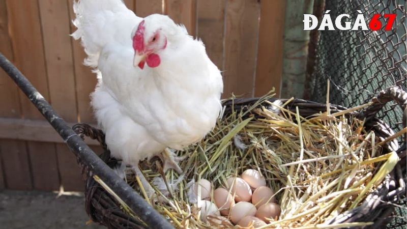 Các lưu ý khi bảo quản trứng gà