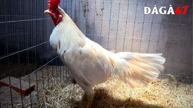 Chế độ tập luyện cho giống gà chọi Thái Lan