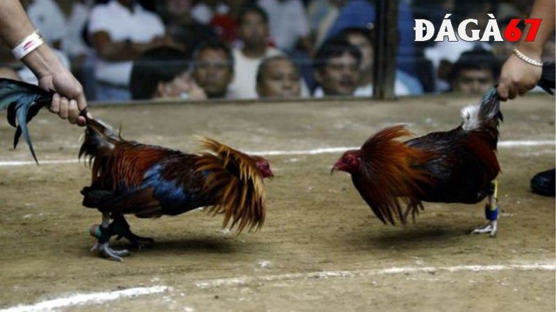 Đá gà cựa dao có ưu, nhược điểm nào?