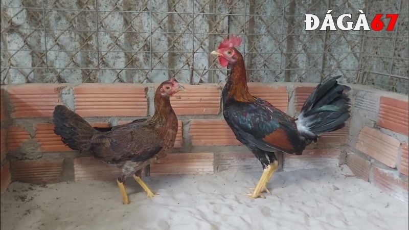 Gà mái cựa tốt có gì khác biệt?