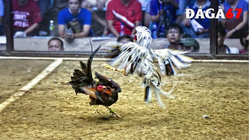 Giá trị của giống gà chọi Thái Lan