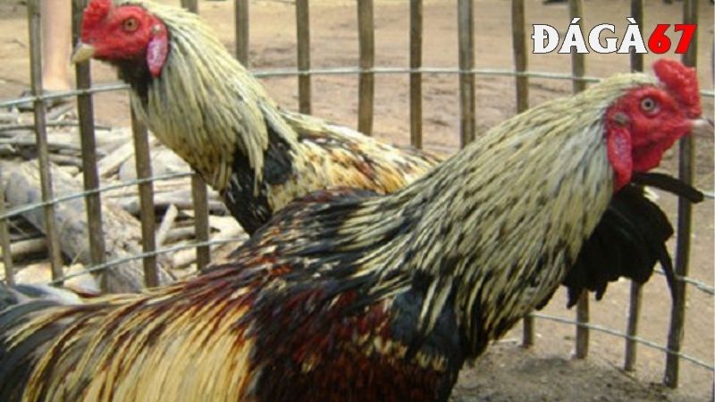 Khám phá gà Cao Lãnh Đồng Tháp
