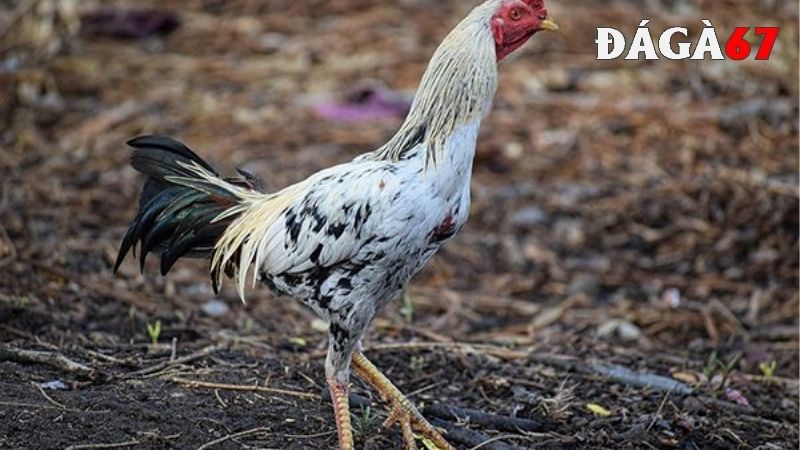 Khám phá đặc điểm nhận dạng giống gà chọi Thái Lan