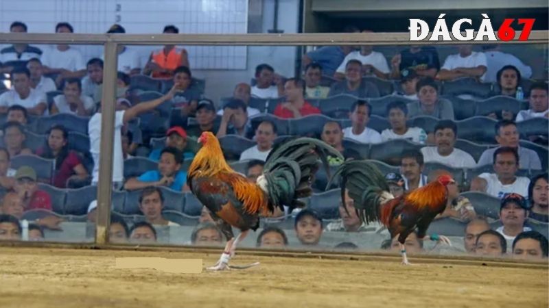 Loại hình đá gà cựa dao được yêu thích nhất