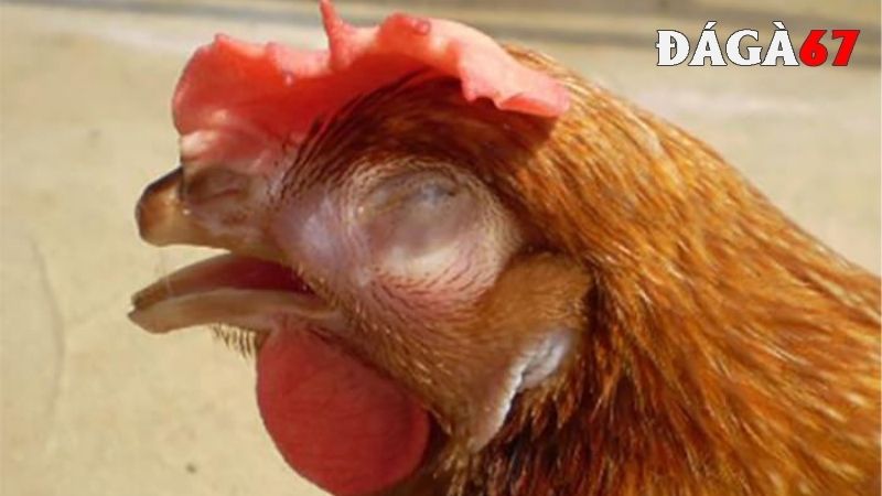 Nguyên nhân gây nên bệnh nấm họng ở gà chọi