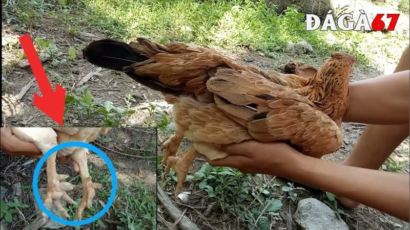 Sự thật gà mái cựa tốt hay xấu 