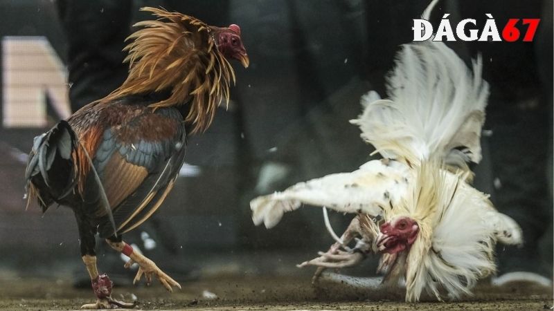 Tìm hiểu về đá gà trực tiếp mới nhất