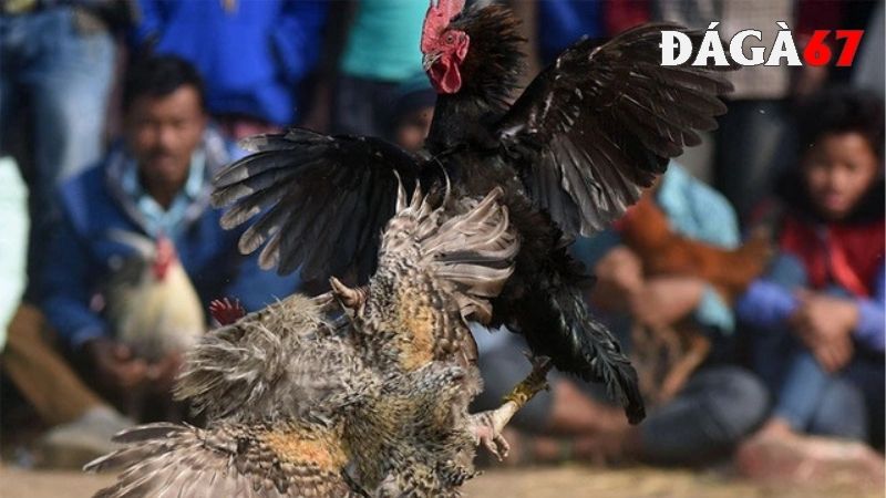 Xem đá gà trực tiếp trên DAGA67 uy tín
