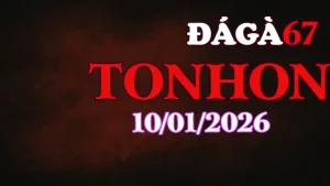 Xem đá gà Tonhon trực tiếp hôm nay 10012026 chuẩn HD
